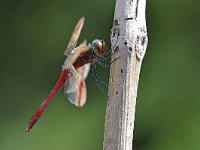 Sympetrum pedemontanum 53, Bandheidelibel, Saxifraga-Tom Heijnen