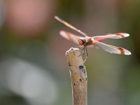 Sympetrum pedemontanum 54, Bandheidelibel, Saxifraga-Tom Heijnen