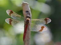 Sympetrum pedemontanum 55, Bandheidelibel, Saxifraga-Tom Heijnen