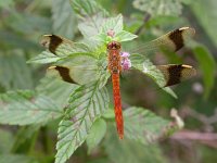 Sympetrum pedemontanum 6, Bandheidelibel, Saxifraga-Peter Meininger