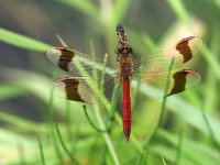 Sympetrum pedemontanum 7, Bandheidelibel, Vlinderstichting-Tim Termaat