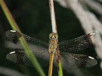 Sympetrum pedemontanum 8, Bandheidelibel, Saxifraga-Rutger Barendse