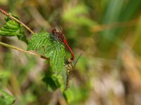 Sympetrum sanguineum 10, Bloedrode heidelibel, Saxifraga-Rudmer Zwerver