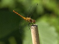 Sympetrum sanguineum 100, Bloedrode heidelibel, Saxifraga-Jan van der Straaten