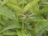 Sympetrum sanguineum 106, Bloedrode heidelibel, Saxifraga-Willem van Kruijsbergen