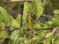 Sympetrum sanguineum 111, Bloedrode heidelibel, Saxifraga-Willem van Kruijsbergen