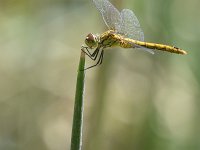 Sympetrum sanguineum 113, Bloedrode heidelibel, Saxifraga-Tom Heijnen