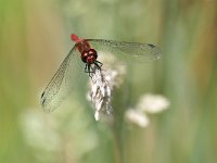 Sympetrum sanguineum 114, Bloedrode heidelibel, Saxifraga-Tom Heijnen