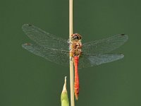 Sympetrum sanguineum 115, Bloedrode heidelibel, Saxifraga-Tom Heijnen