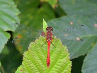 Sympetrum sanguineum 116, Bloedrode heidelibel, Saxifraga-Tom Heijnen