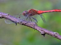 Sympetrum sanguineum 118, Bloedrode heidelibel, Saxifraga-Tom Heijnen