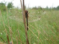 Sympetrum sanguineum 12, Bloedrode heidelibel, Saxifraga-Rudmer Zwerver