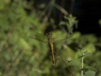 Sympetrum sanguineum 16, Bloedrode heidelibel, male, Saxifraga-Marijke Verhagen