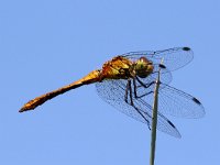 Sympetrum sanguineum 18, Bloedrode Heidelibel, Saxifraga-Henk Baptist