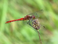 Sympetrum sanguineum 19, Bloedrode Heidelibel, Saxifraga-Henk Baptist