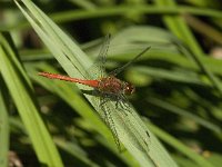 Sympetrum sanguineum 34, Bloedrode heidelibel, Saxifraga-Jan van der Straaten