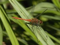 Sympetrum sanguineum 36, Bloedrode heidelibel, Saxifraga-Jan van der Straaten