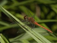 Sympetrum sanguineum 38, Bloedrode heidelibel, Saxifraga-Jan van der Straaten