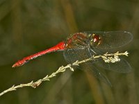 365_14A, Bloedr heidelibel : Bloedrode heidelibel, Sympetrum sanguineum, Ruddy Darter, male