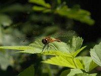 Sympetrum sanguineum 42, Bloedrode heidelibel, Saxifraga-Jan van der Straaten