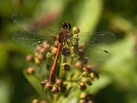 Sympetrum sanguineum 45, Bloedrode heidelibel, male, Saxifraga-Jan van der Straaten