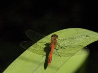 Sympetrum sanguineum 46, Bloedrode heidelibel, Saxifraga-Jan van der Straaten