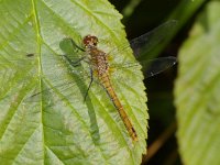 Sympetrum sanguineum 5, Bloedrode heidelibel, female, Saxifraga-Kees Marijnissen