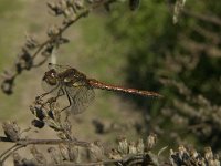 Sympetrum sanguineum 53, male, Bloedrode heidelibel, Saxifraga-Jan van der Straaten