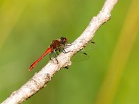 Sympetrum sanguineum 58, Bloedrode heidelibel, Saxifraga-Bart Vastenhouw