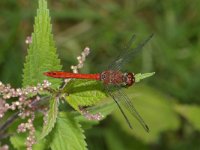 Sympetrum sanguineum 6, Bloedrode heidelibel, male, Saxifraga-Kees Marijnissen