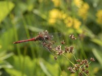 Sympetrum sanguineum 61, Bloedrode heidelibel, Saxifraga-Willem van Kruijsbergen