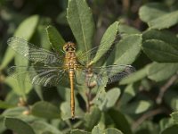 Sympetrum sanguineum 62, Bloedrode heidelibel, Saxifraga-Willem van Kruijsbergen