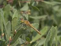 Sympetrum sanguineum 63, Bloedrode heidelibel, Saxifraga-Willem van Kruijsbergen