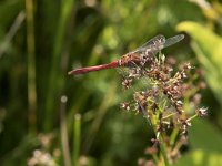 Sympetrum sanguineum 64, Bloedrode heidelibel, Saxifraga-Willem van Kruijsbergen