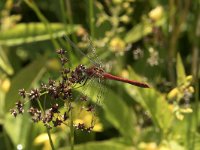 Sympetrum sanguineum 65, Bloedrode heidelibel, Saxifraga-Willem van Kruijsbergen