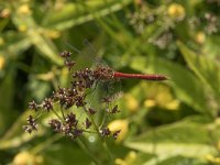 Sympetrum sanguineum 66, Bloedrode heidelibel, Saxifraga-Willem van Kruijsbergen