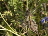 Sympetrum sanguineum 69, Bloedrode heidelibel, Saxifraga-Willem van Kruijsbergen