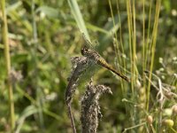 Sympetrum sanguineum 70, Bloedrode heidelibel, Saxifraga-Willem van Kruijsbergen