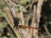 Sympetrum sanguineum 72, Bloedrode heidelibel, Saxifraga-Willem van Kruijsbergen