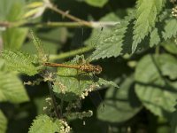 Sympetrum sanguineum 73, Bloedrode heidelibel, Saxifraga-Willem van Kruijsbergen