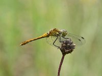 Sympetrum sanguineum 76, Bloedrode heidelibel, Saxifraga-Luuk Vermeer