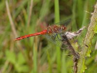 Sympetrum sanguineum 8, Bloedrode heidelibel, male, Saxifraga-Kees Marijnissen