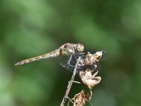 Sympetrum sanguineum 80, Bloedrode heidelibel, Saxifraga-Luuk Vermeer