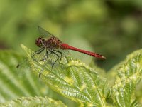 Sympetrum sanguineum 86, Bloedrode heidelibel, Saxifraga-Willem van Kruijsbergen