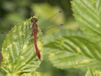 Sympetrum sanguineum 87, Bloedrode heidelibel, Saxifraga-Willem van Kruijsbergen