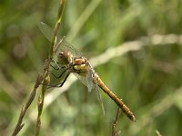 Sympetrum sanguineum 89, Bloedrode heidelibel, Saxifraga-Willem van Kruijsbergen