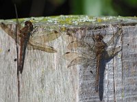 Sympetrum sanguineum 93, Bloedrode heidelibel, Saxifraga-Hans Dekker