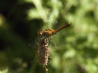 Sympetrum sanguineum 96, Bloedrode heidelibel, Saxifraga-Jan van der Straaten