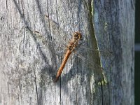 Sympetrum striolatum 1, Bruinrode heidelibel, Saxifraga-Bart Vastenhouw