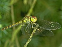 Sympetrum striolatum 14, Bruinrode heidelibel, Vlinderstichting-Ab H Baas